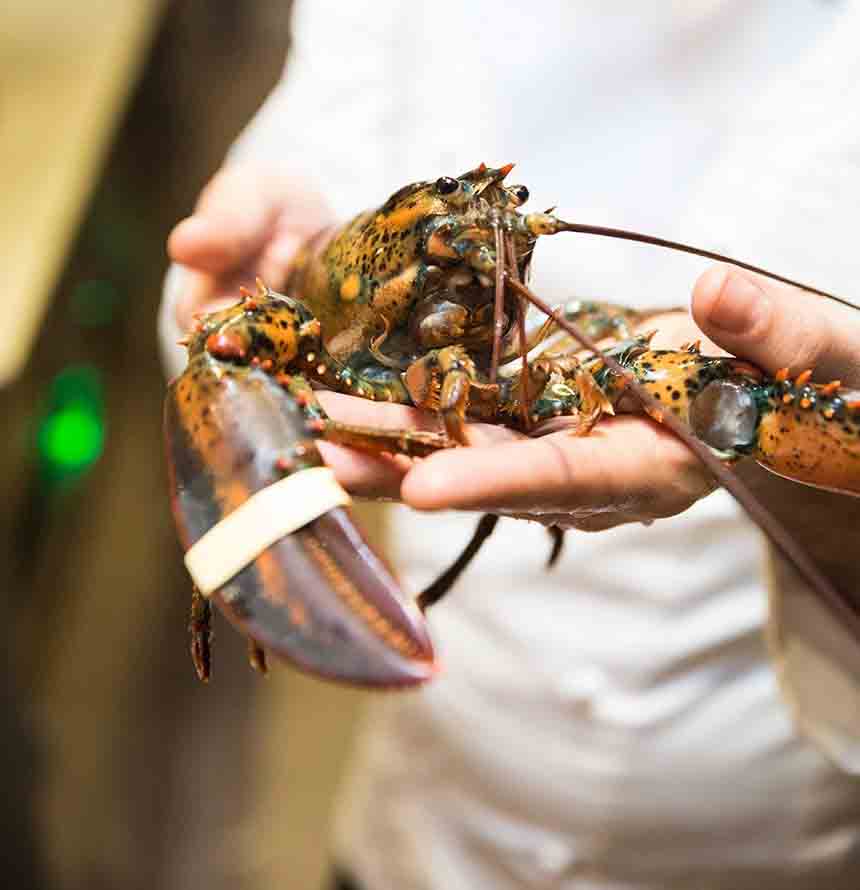 Nuove aperture a Milano: Carico, la quarta Langosteria e Messere