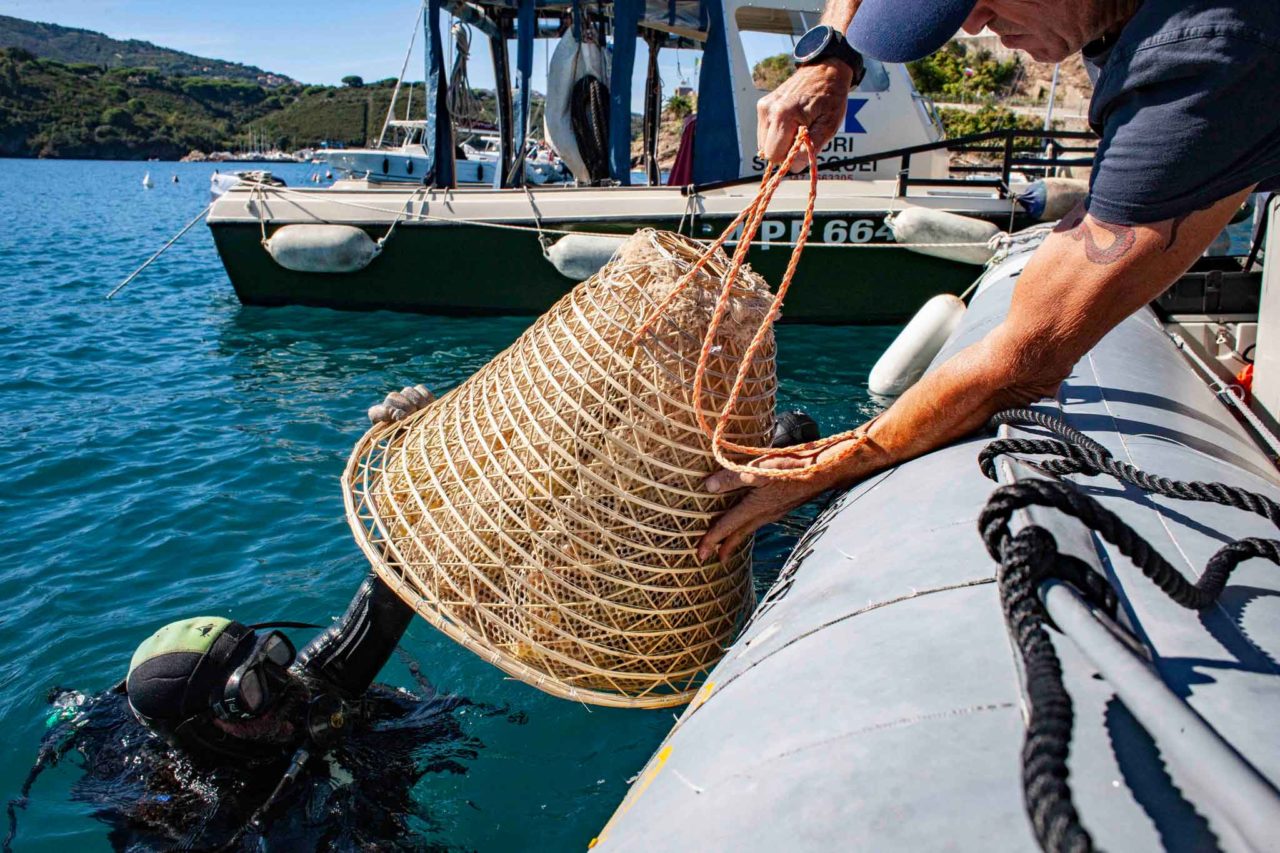 Nesos vino prodotto sull'isola D'Elba