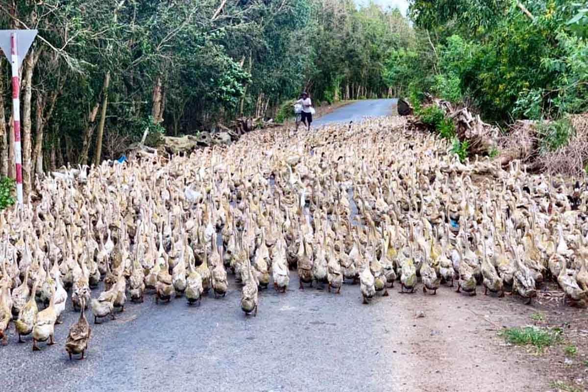 Cina. 100 mila anatre pechinesi lottano contro miliardi di locuste