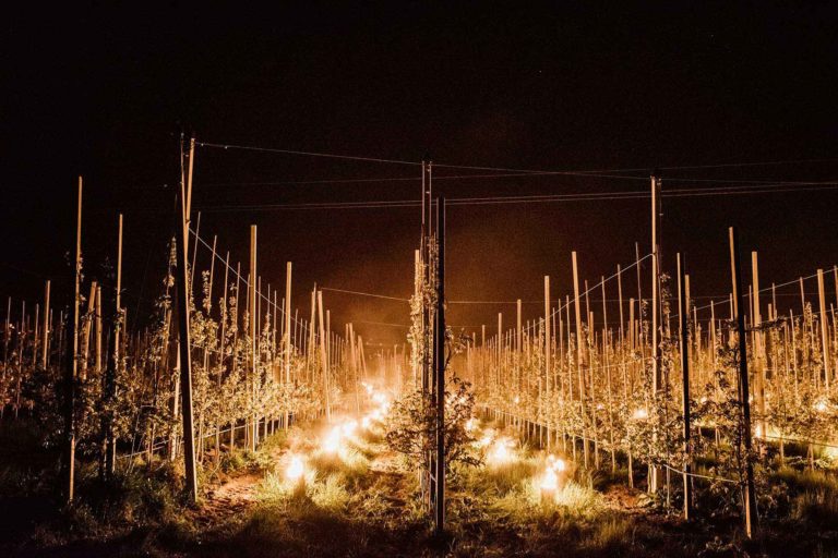 Ghiaccio e fuoco delle candele proteggono i fiori di melo