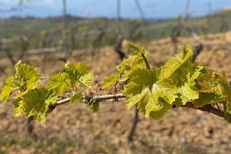 Vini naturali a domicilio. 5 indirizzi online per bere bene a Milano