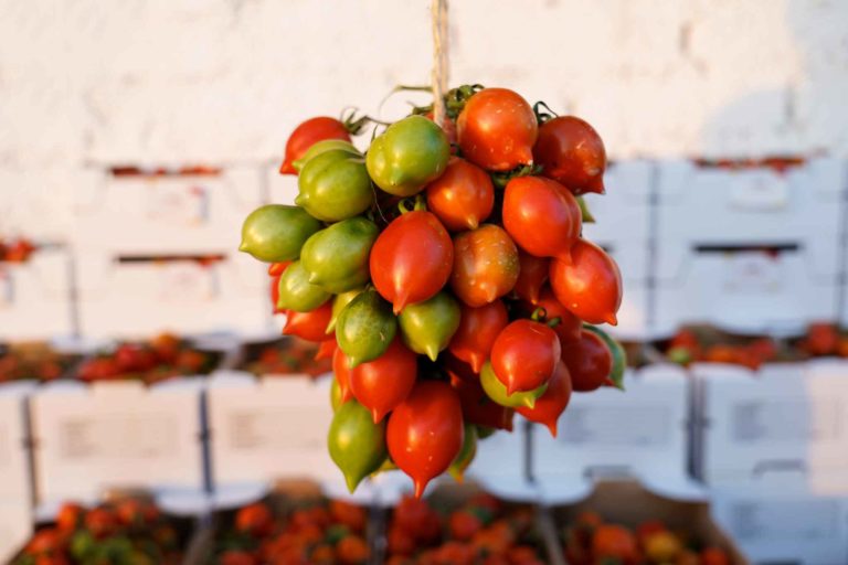 Pomodori: come conservarli fuori dal frigo, dentro e sì, pure nel freezer