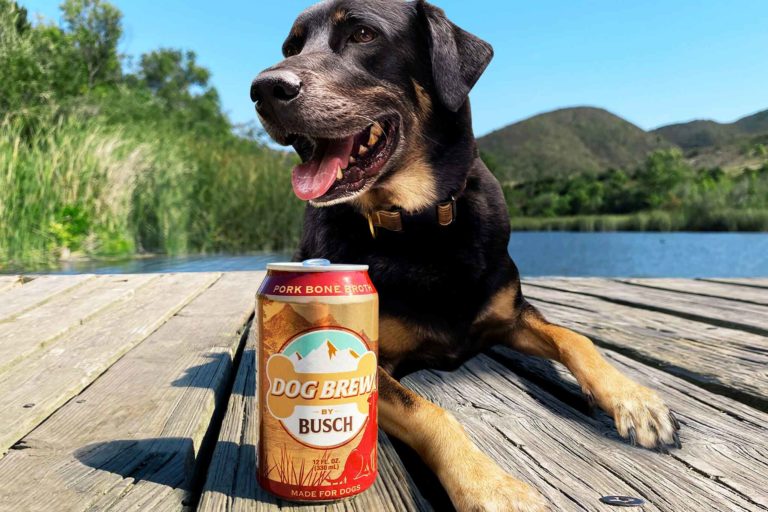 Birra per cani sold out: cosa dice di noi il successo di queste bevande