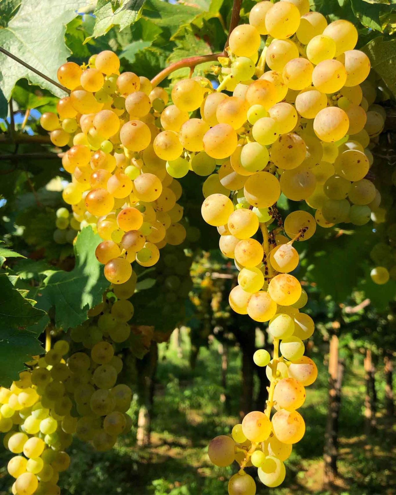 Moscato bianco eccellente vino di Tenute Martarosa il Molise esiste