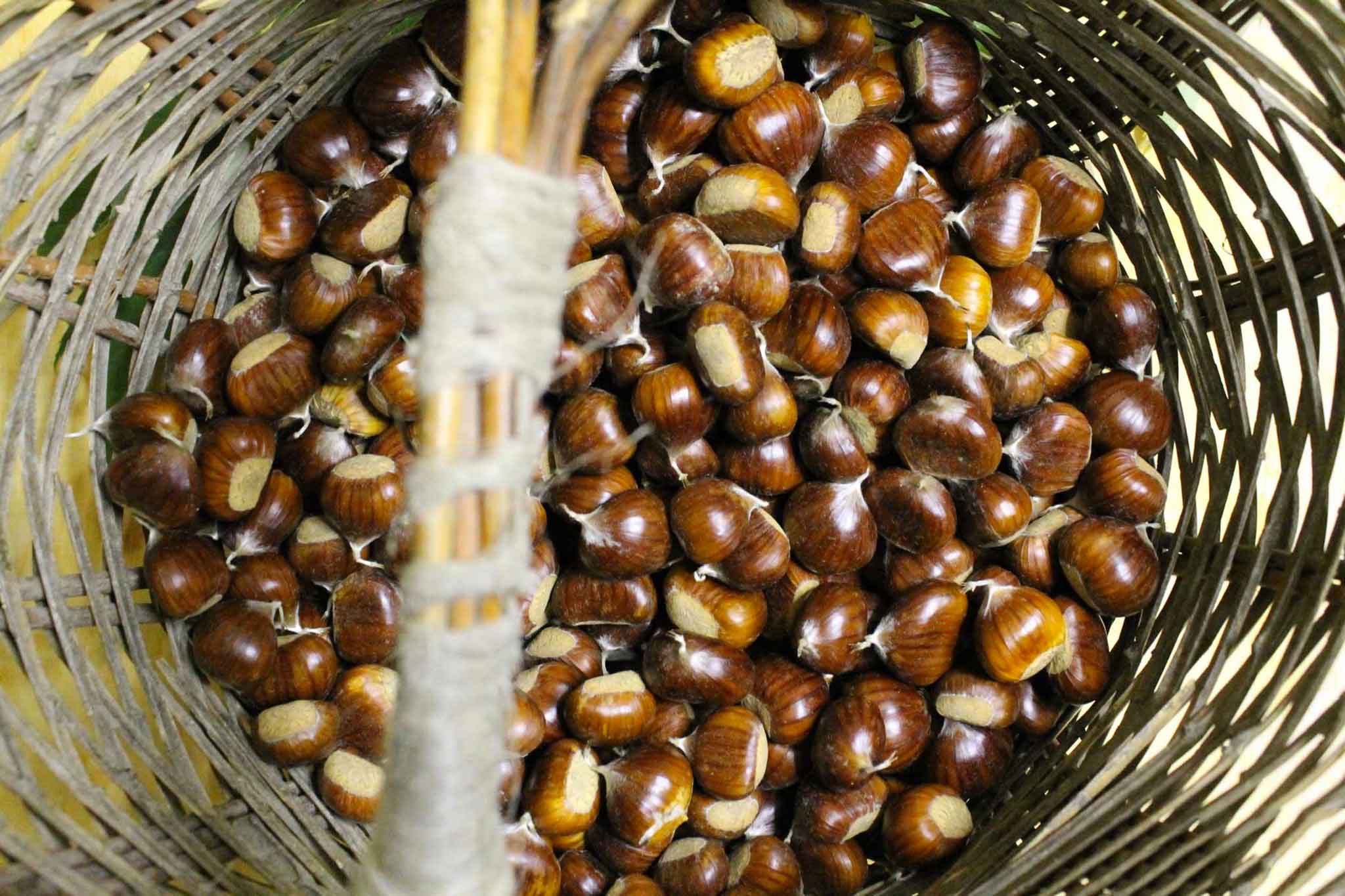 Castagne e marroni: differenze, varietà, ricette e i migliori usi in cucina