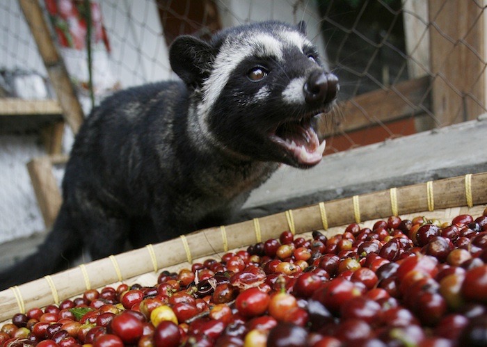 Kopi Luwak caffè