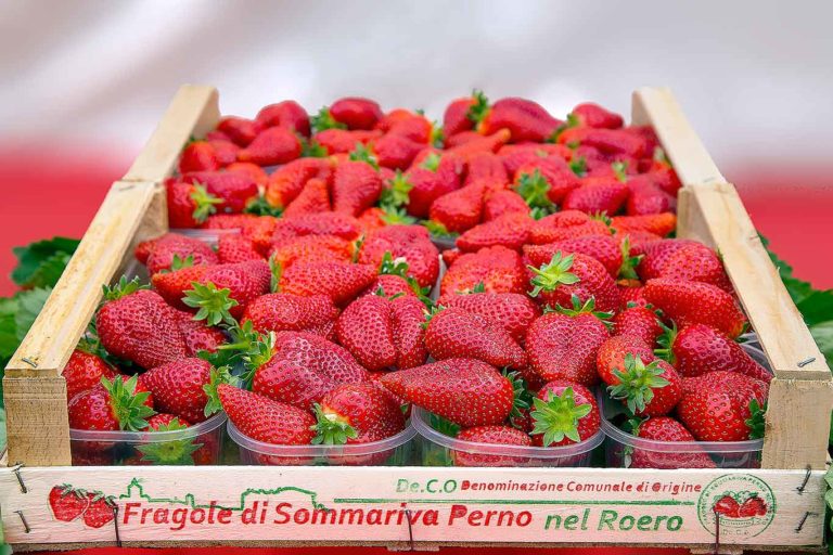 Fragole di Sommariva Perno: dove acquistare la frutta migliore del Roero