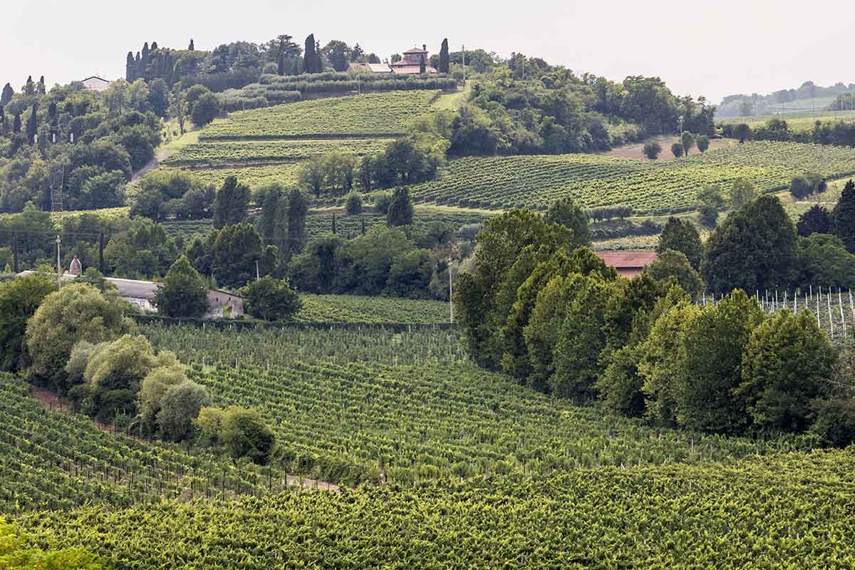 vino Bardolino Sommacampagna