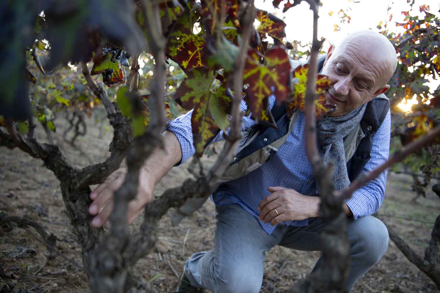 Vino online. Alessandro Berselli lo fa acquistare direttamente da casa