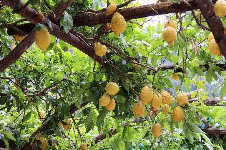 Ho assaggiato i migliori limoni di Amalfi, biologici e raccolti a mano