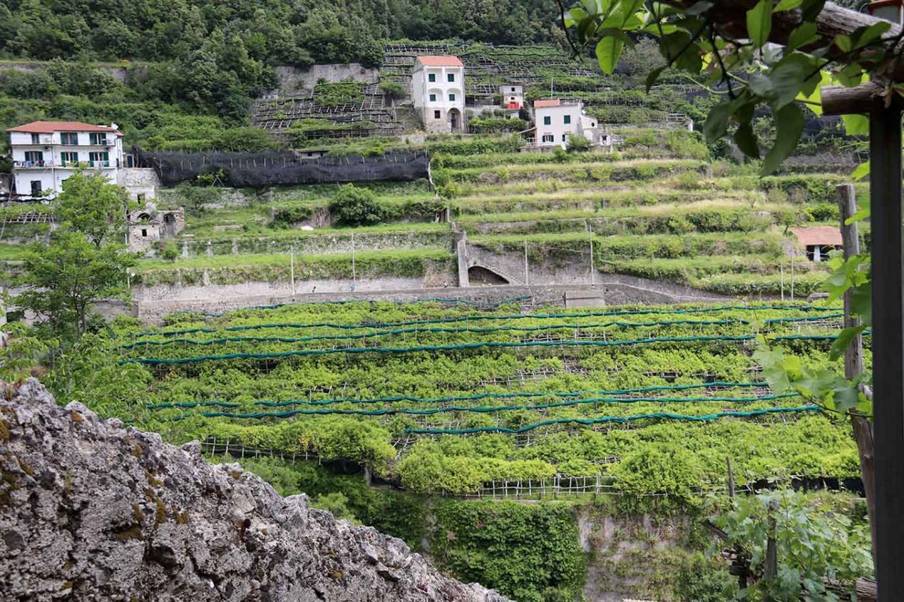 limoni di Amalfi terrazzamenti