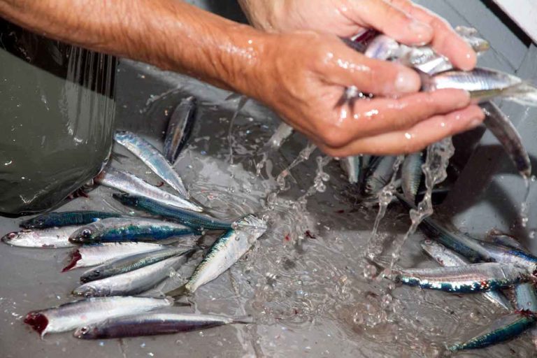 Tipi di pesce. Come cucinare i pesci da superficie, da corsa e da fondale