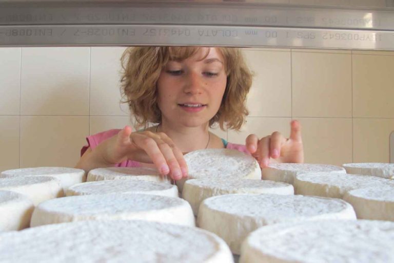 Formaggio Murazzano Dop da latte di pecora tra i migliori cibi delle Langhe