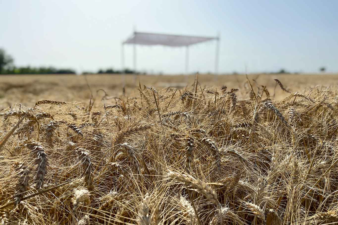 Governo Meloni: cosa ci aspettiamo dalla Sovranità Alimentare