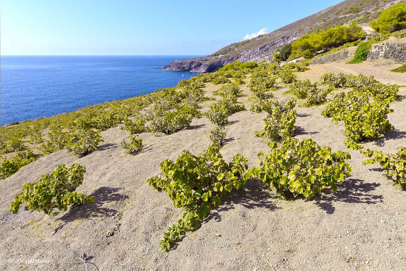 Donnafugata: 4 vini e 4 cantine da visitare per bere la Sicilia più autentica