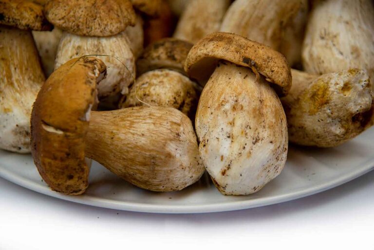 Funghi porcini in Abruzzo. La mappa dei 20 migliori ristoranti del 2021