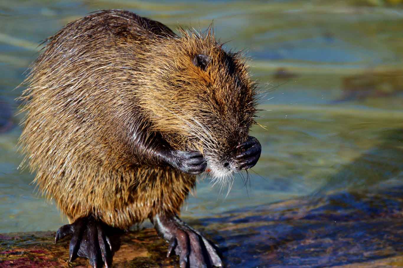 Nutrie congelate: cosa ci farà mai il bar di Mantova che è stato chiuso