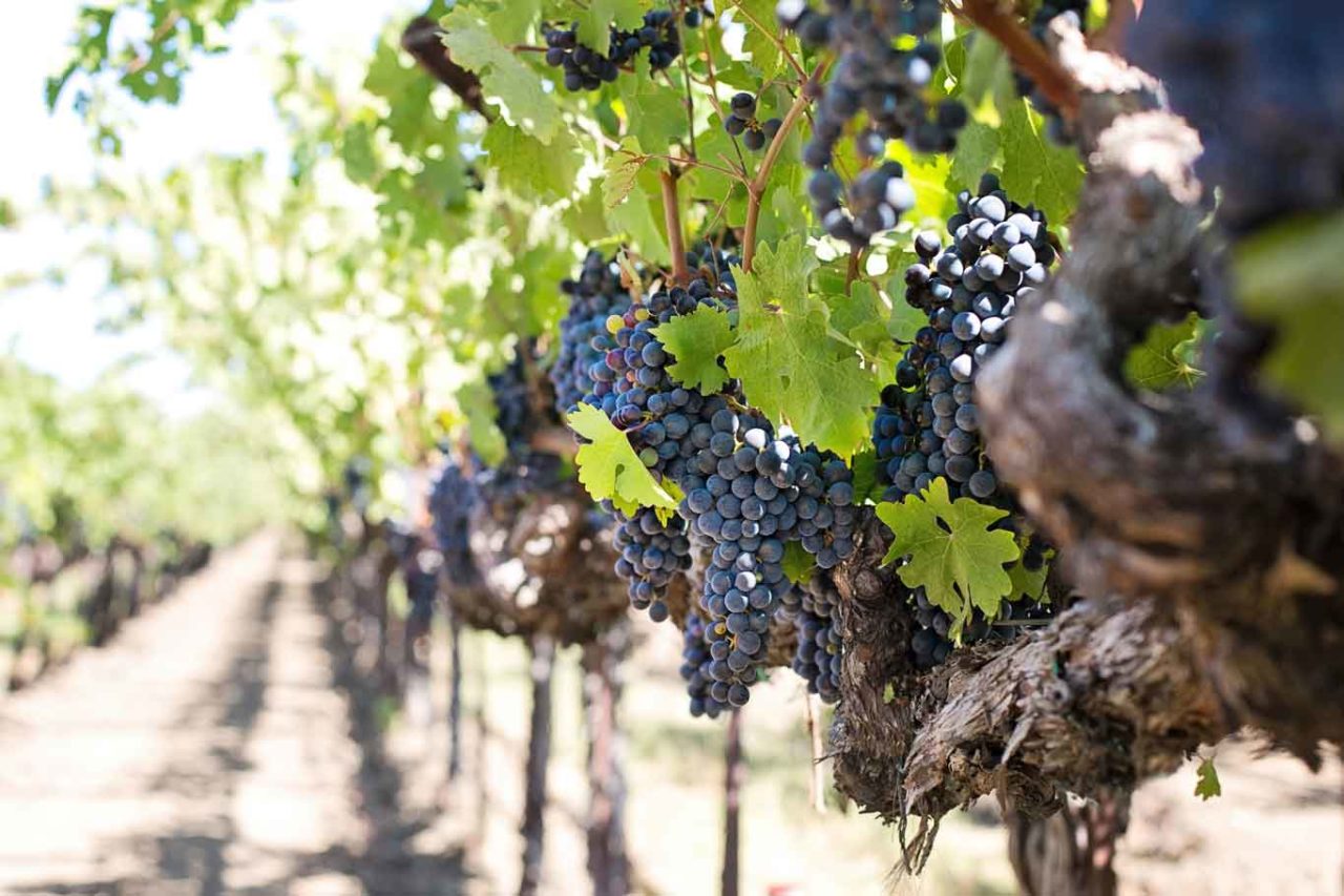 grappoli di uva nera in maturazione