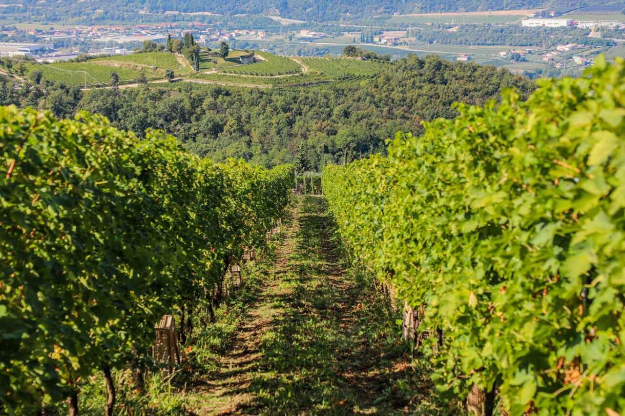 Vigne di collina in Valpolicella