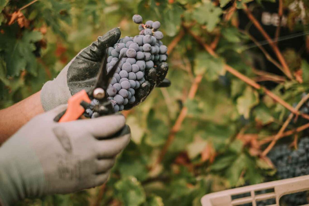 vendemmia manuale amarone famiglie storiche