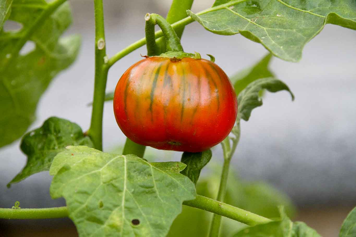 Confesso che ho mangiato anche io la misteriosa Melanzana Rossa