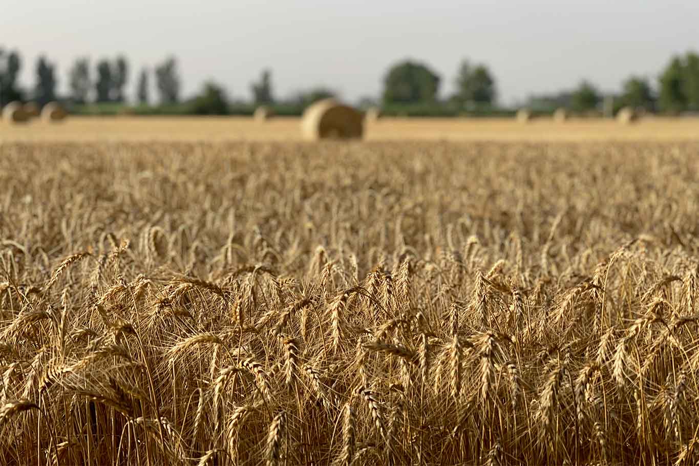 Il Capodanno del Mugnaio ci dice che il grano è in salute. Nonostante tutto