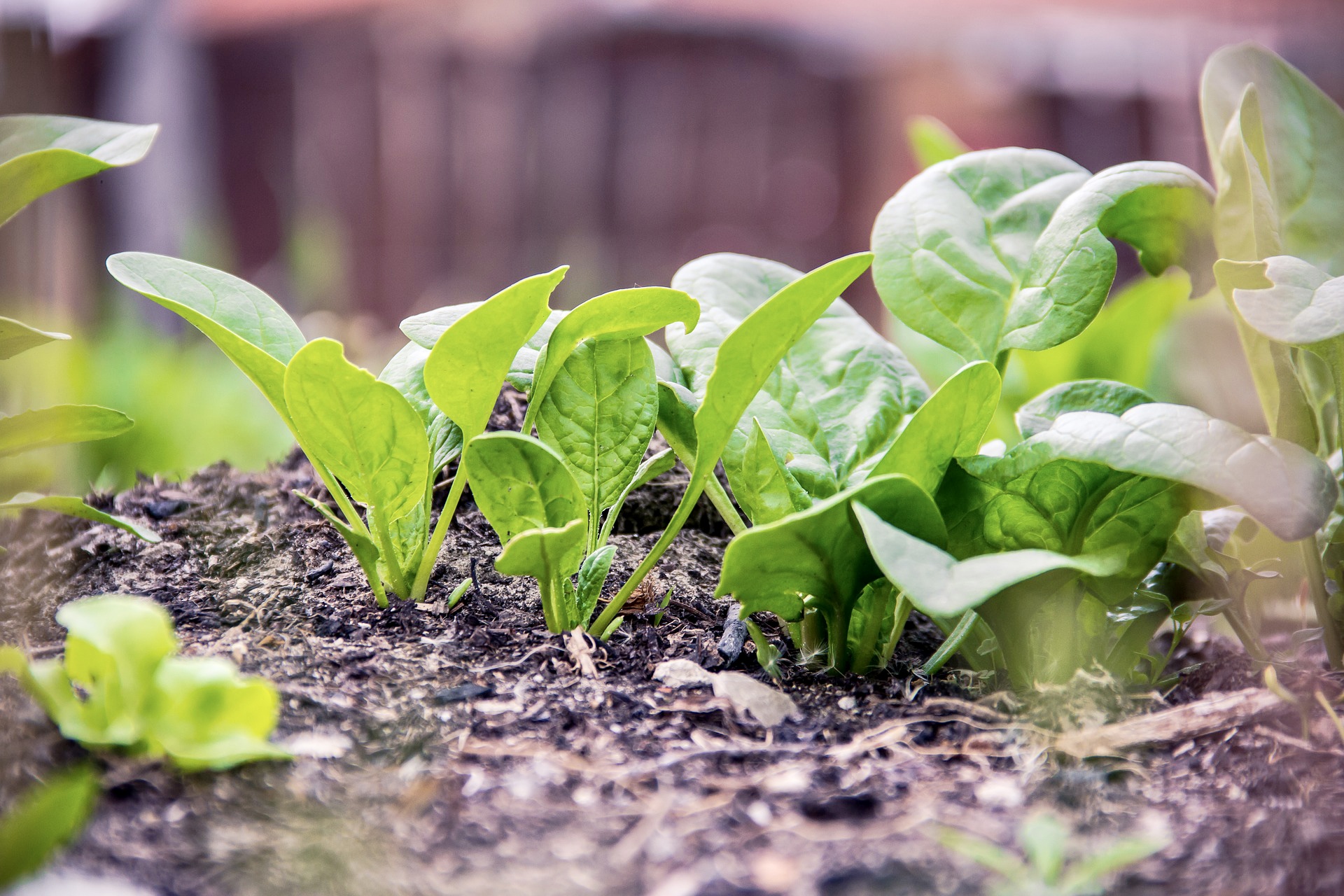 È mandragora velenosa, non spinaci. 10 intossicati a Napoli