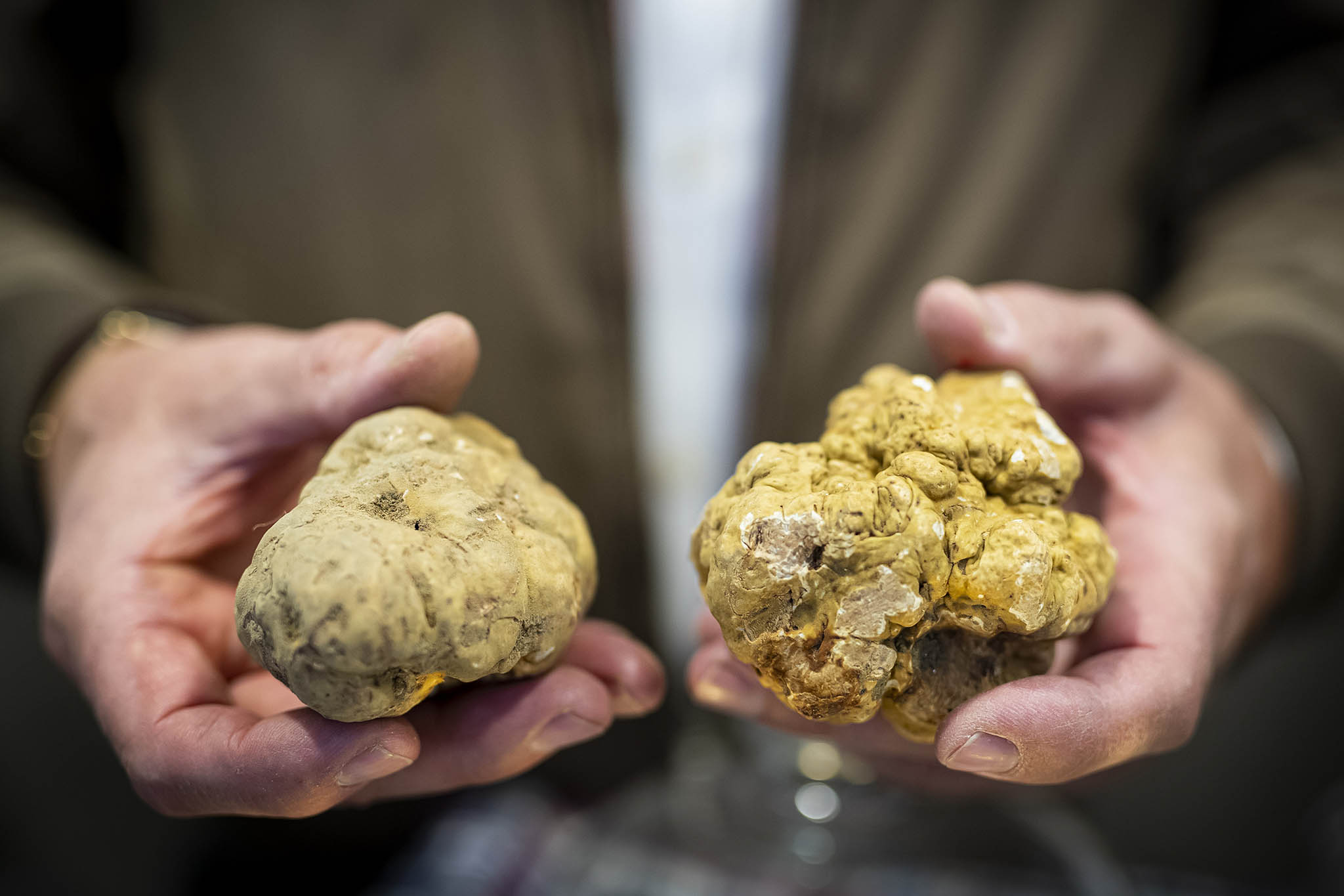 Prezzo del tartufo bianco al Kg: 2500 € o i 5000 della fiera di Alba?