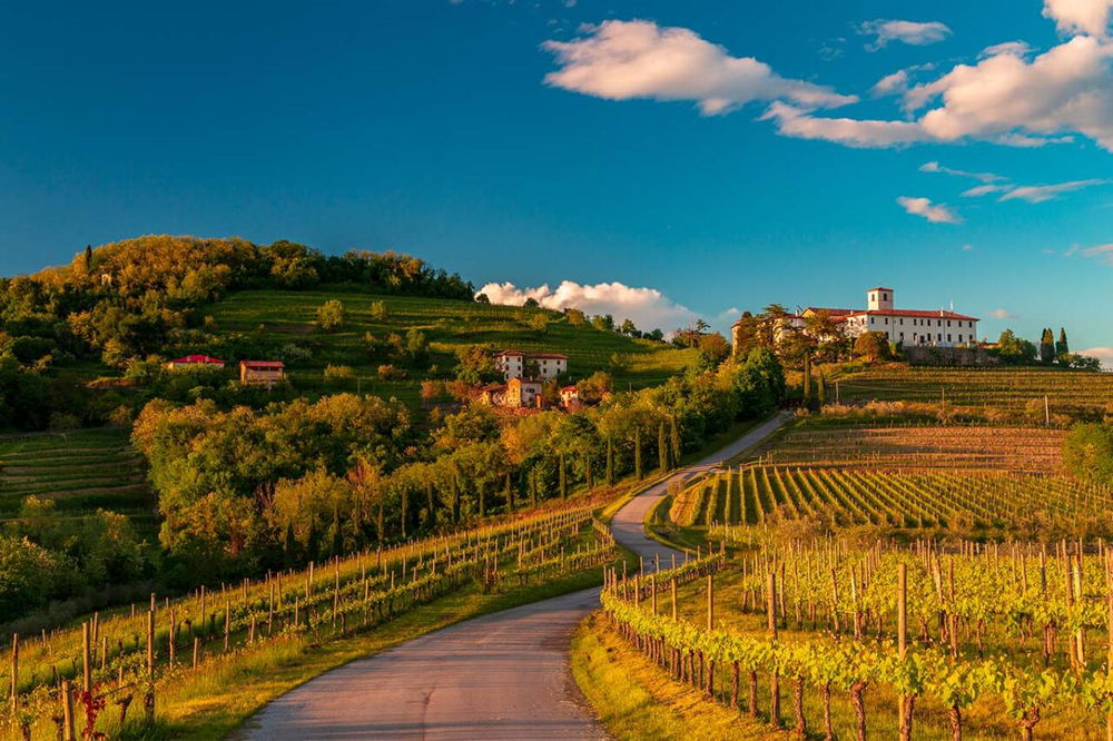 vigneti in Friuli