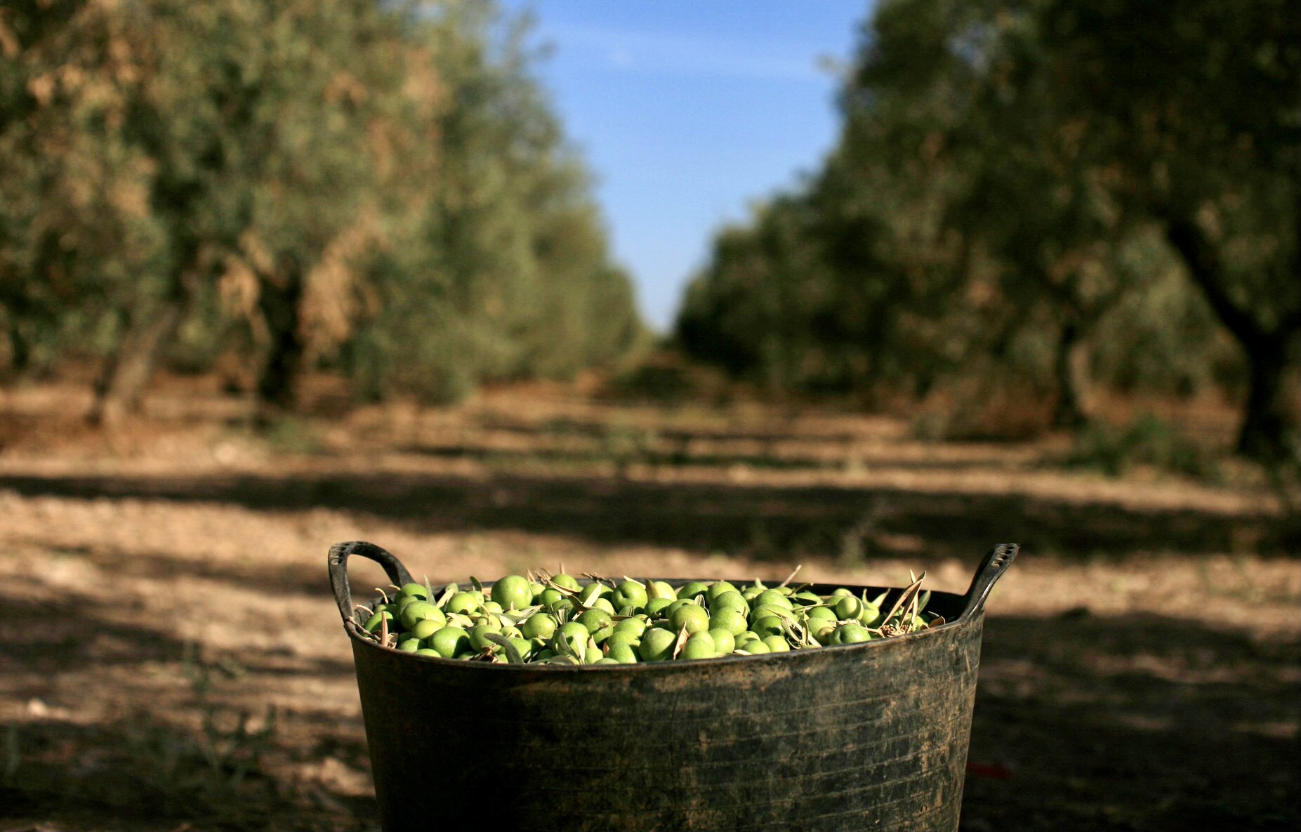 Dieta mediterranea per dimagrire in modo sano dopo le feste