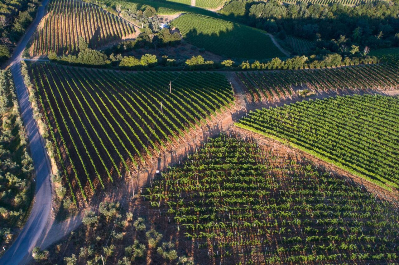 La Sala del Torriano vigne dall'alto