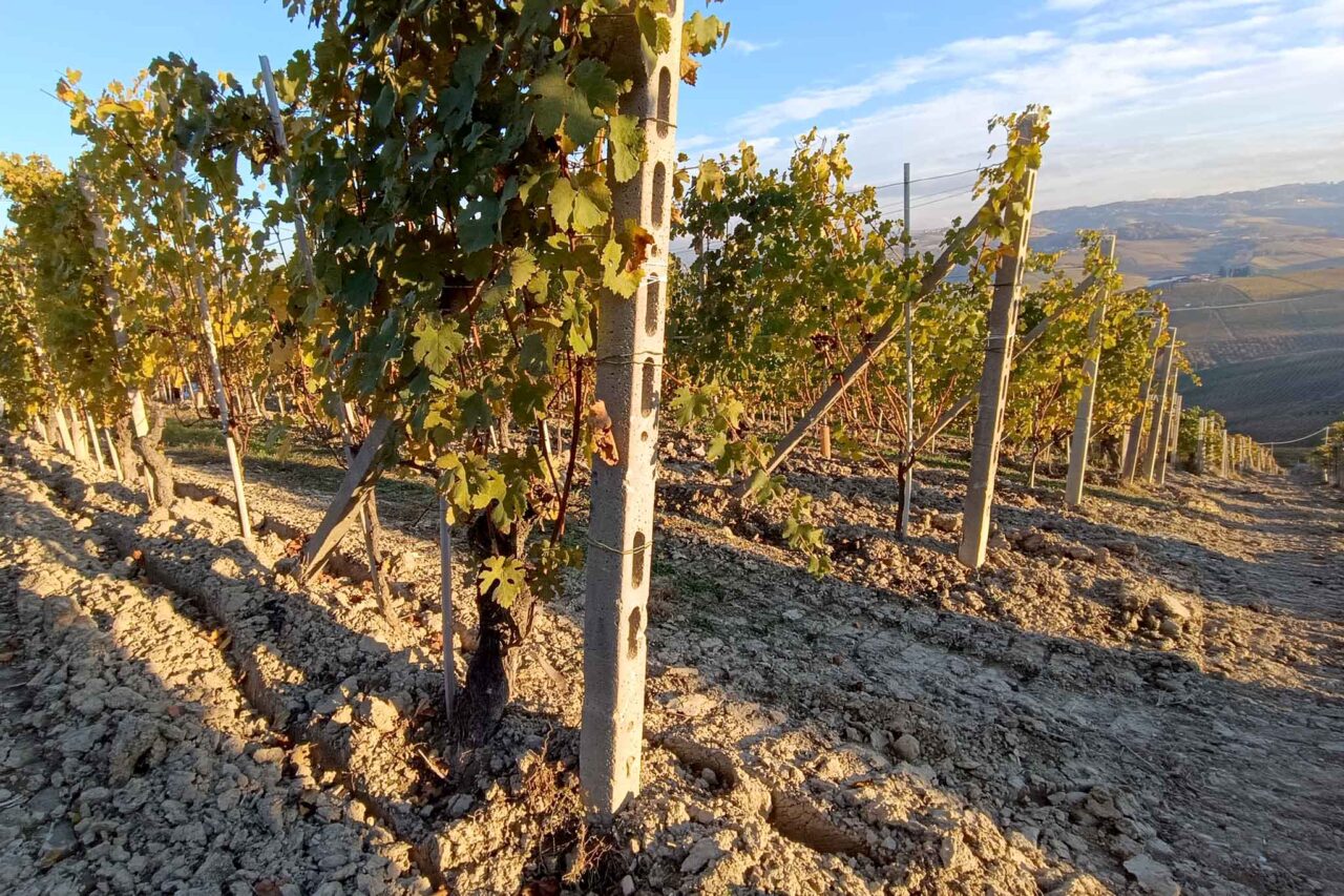 Cantina Vietti vigneto