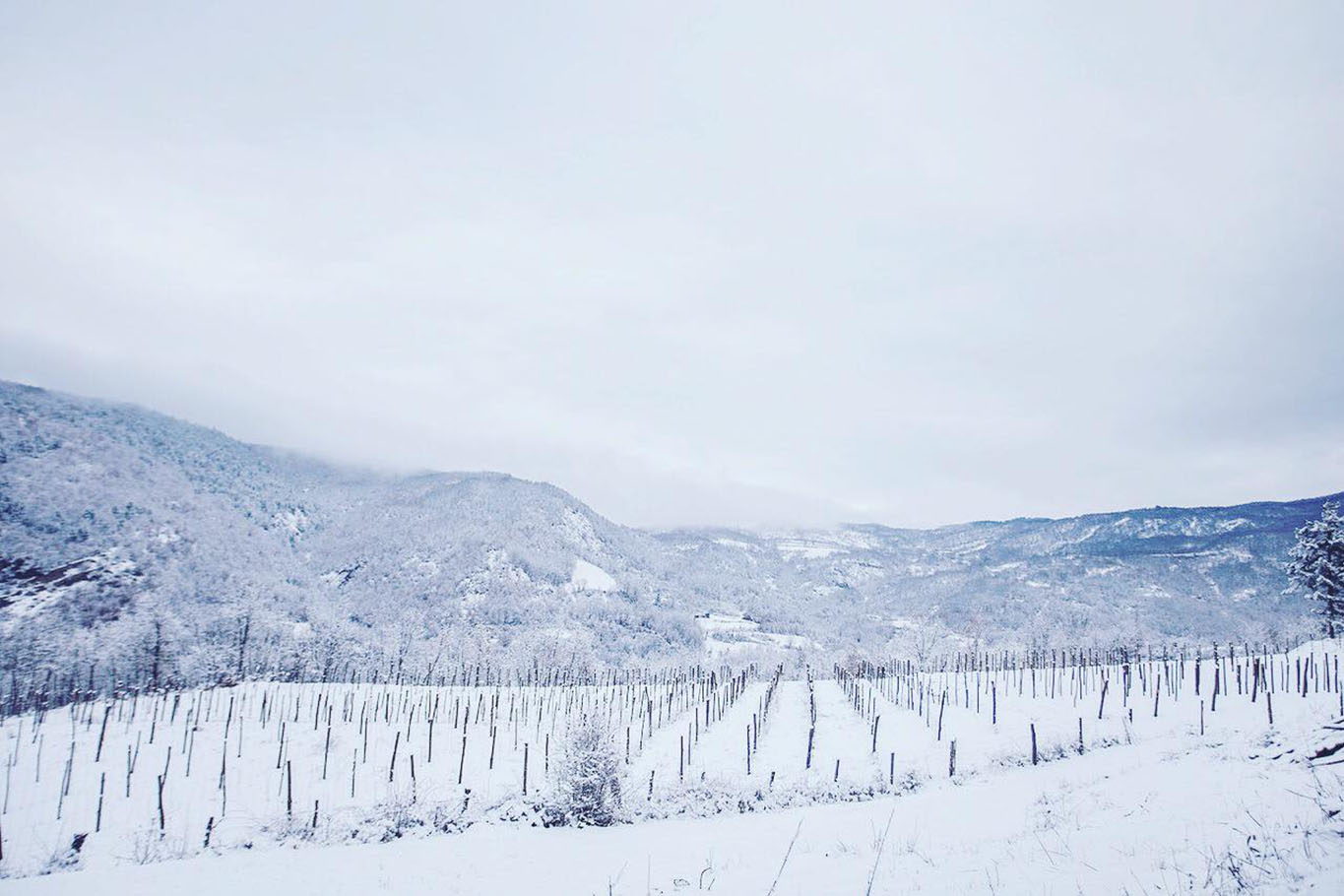 10 cantine di vini naturali del Piemonte oltre Barolo e Barbaresco