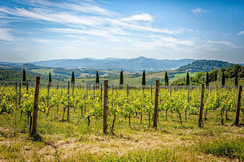 i vigneti di Colline Albelle in Toscana d'estate