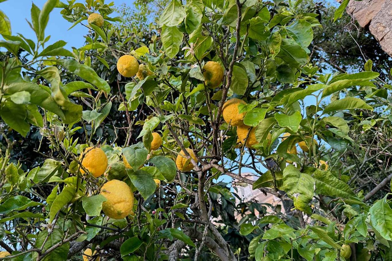 limoni per la marmellata