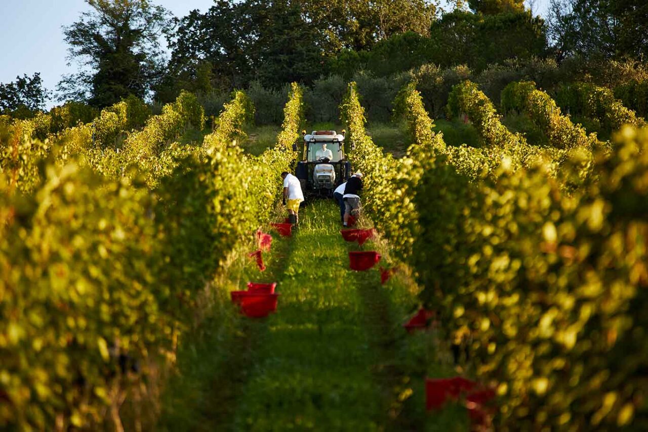 La vendemmia a Tenuta Barbarossa