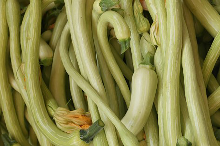 zucchine trombetta