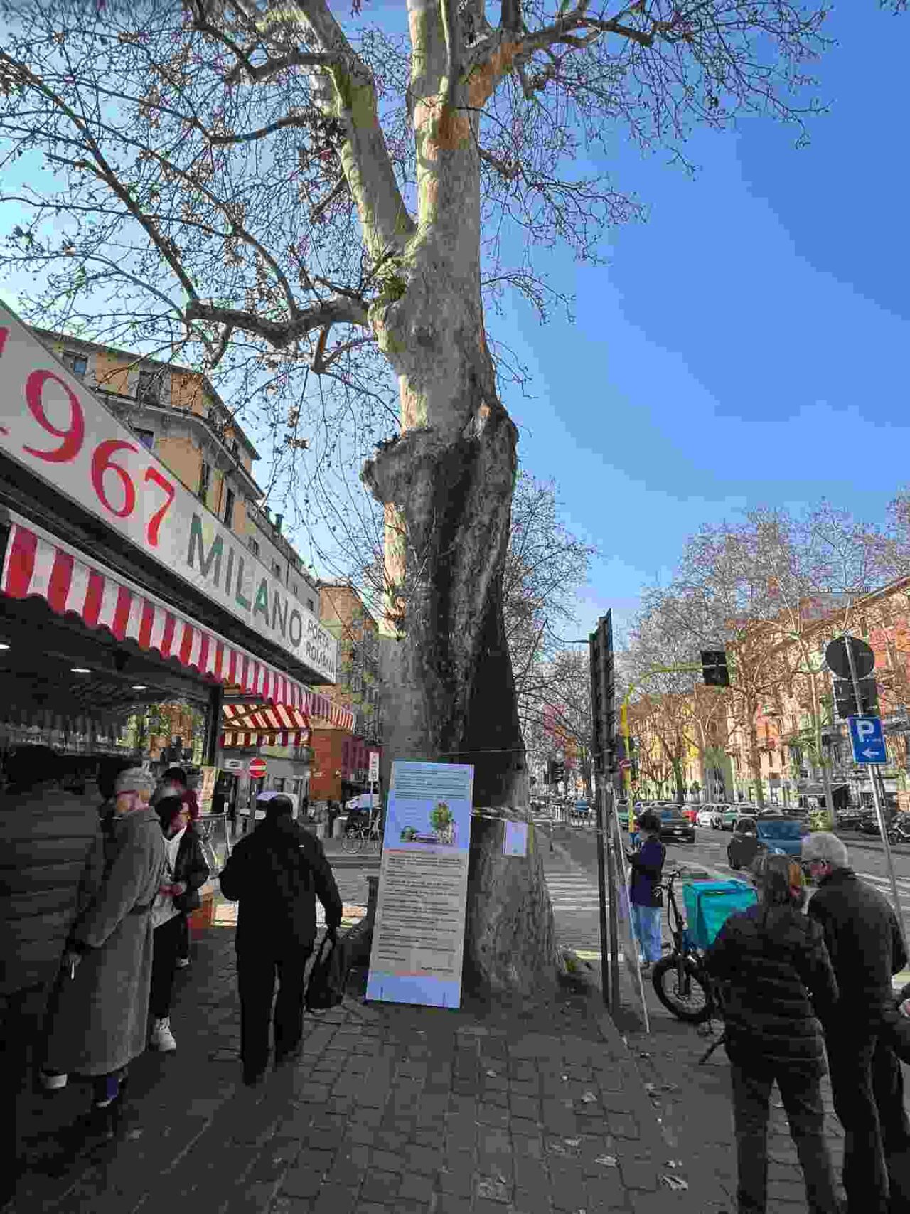 platano piazzale buozzi giannasi