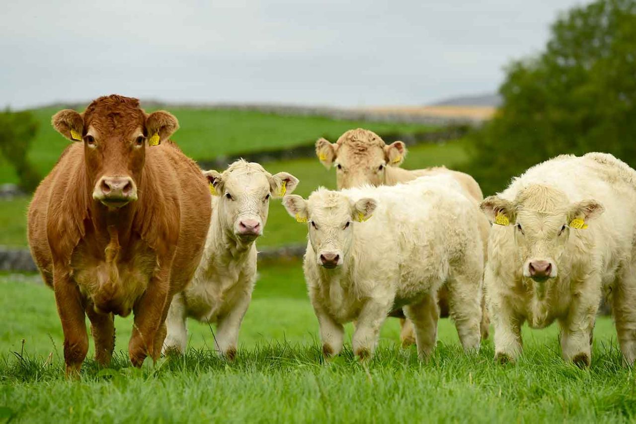 manzi irlandesi la cui carne è ottima per fare l'arrosto