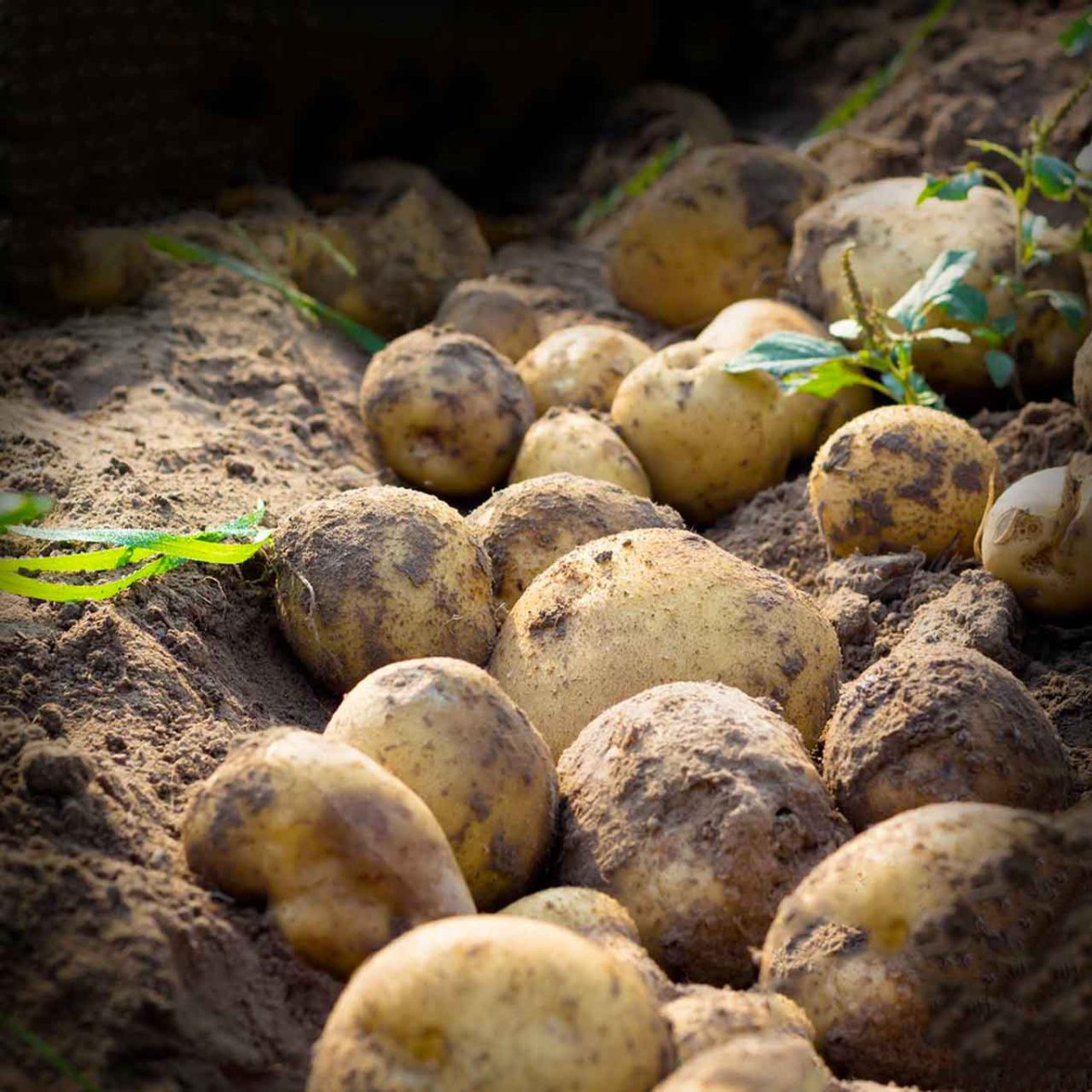 patate di bologna dop