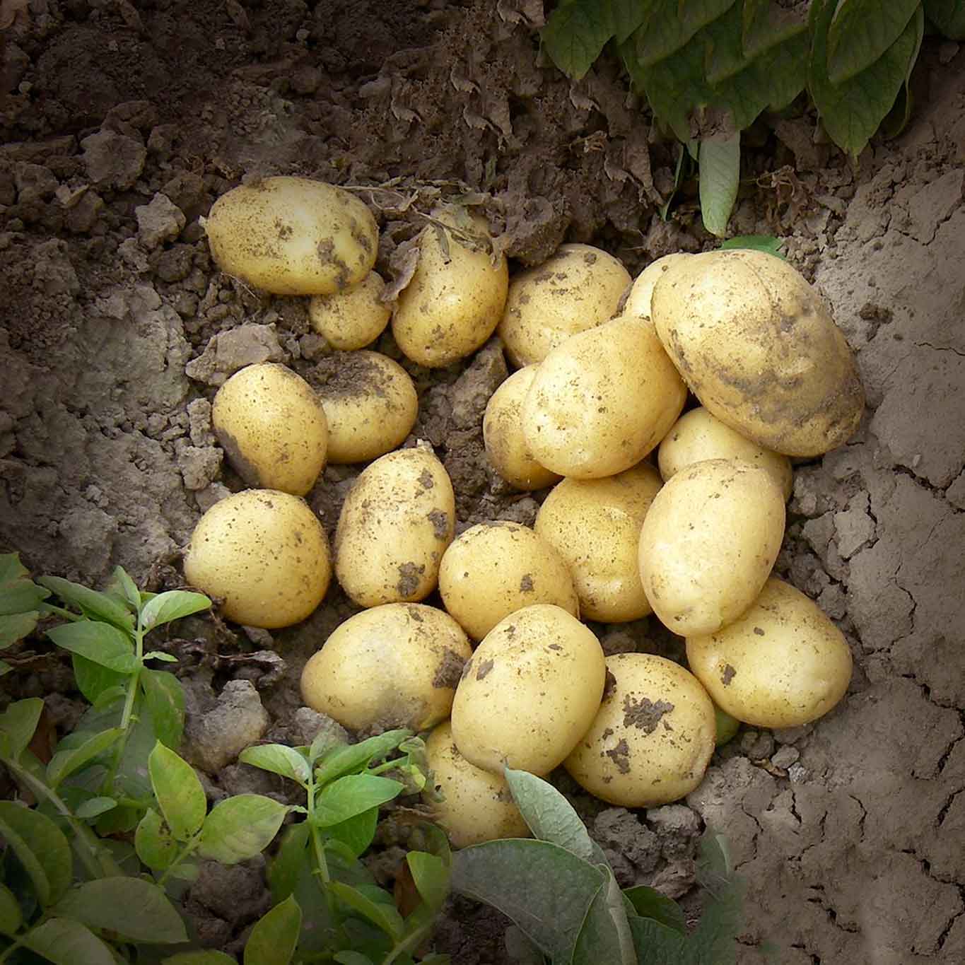 Pela le Patate di Bologna Dop e cuocile al vapore. Una parte tagliale a cubetti e tienile per decorazione, le restanti schiacciale. 