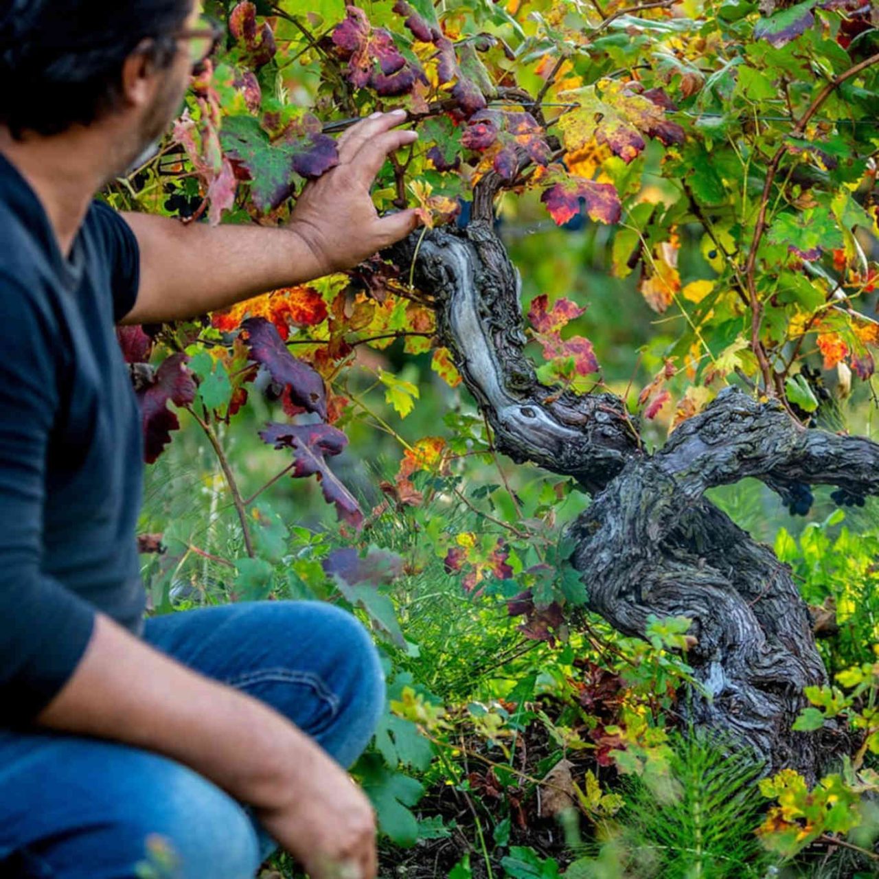 Paolo Ghislandi e una vigna vecchia di Timorasso