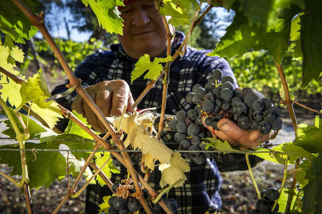 Grappolo di uva Montepulciano